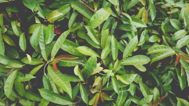 Çimen çiçekleri ve yapraklar mavi gökyüzünde güzel bir arkaplan. Çevre Çevre Çiçek Sahne Kağıdı. Kapalı yeşil bitki manzaralı açık hava çiftliği..