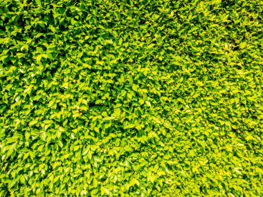 Banyan yeşili doğayı çerçeve beyazıyla bırakır. Ağaç çalısı bahçeyi süsler. Yaprak dokusu kopya alan afişi. Zaman tropikal doğal güzelliği. Kapat..