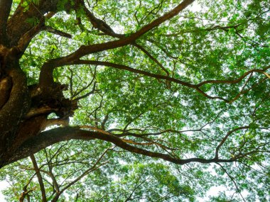 Devasa yağmur ağacı manzarası. Tayland adı Chamchuri ağacı veya yeşil yapraklı maymun kapsülü ağacı. 