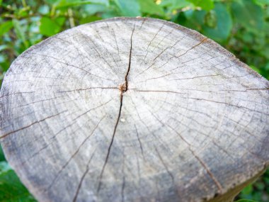 Ağaç gövdesi en üstte. Orman dikimi. Açık havada eski ahşap doku dairesi. 