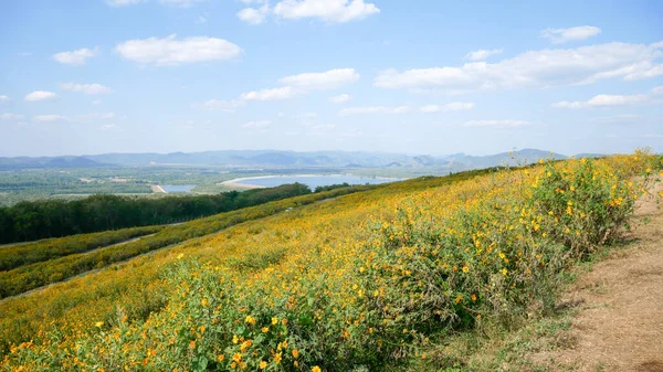 Tithonia Diversifolia Nebo Mexické Slunečnice Modrá Obloha Krásná Nečistoty Silnice — Stock fotografie