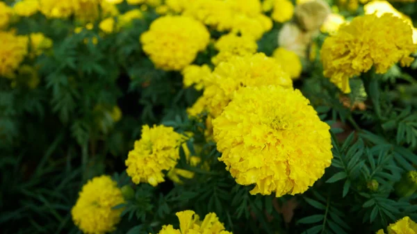 Mexická Marigold Žlutá Barva Květ Zahradním Parku — Stock fotografie