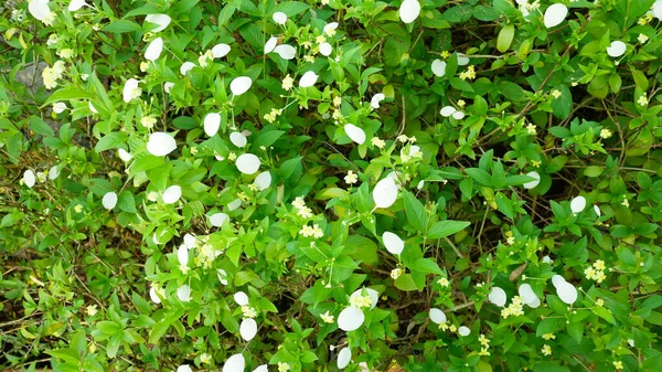 하늘에 아름다운 꽃들이 펼쳐지는 Thailand Grassland 계절에 — 스톡 사진