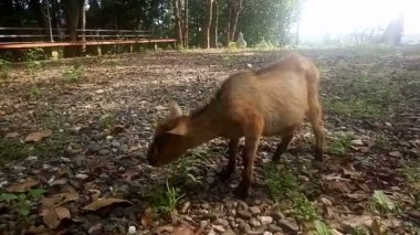 Kahverengi keçi tarlada ot yiyor, gün batımında güneş ışığı, video.