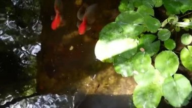 Su birikintisindeki Japon balığı yeşil bitkiler ve taşlarla taze, güneş ışığı çok güzel.