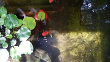 Su birikintisindeki Japon balığı yeşil bitkiler ve taşlarla taze, güneş ışığı çok güzel.