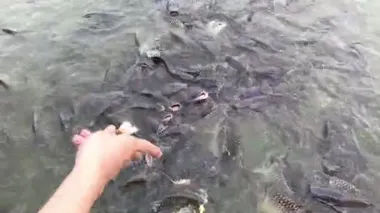 4K görüntüler balık besleme konsepti. Yüzen ve yüzen organik Tilapia balıkları gölette yiyecek bulur. Gölette beslenmek için el ele tutuşun. İnsanlar tatilde dışarıda dinlenir. Vahşi yaşam parkı..