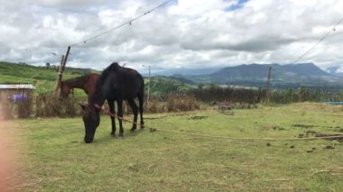 4K görüntüleri Odaktan çıkmış güzel atlar bahçe tarımı manzaralı dağ yamacında çimenlerle yemek yiyorlar. THAILAND.Video Doğa Ortamı 'nda çiftlik atı kahverengisi kırsal bölge. Hidef çiçeği..