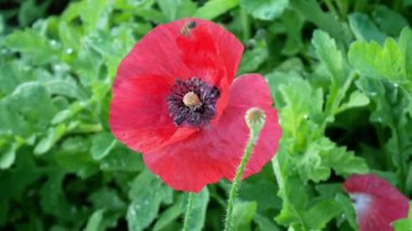 Görüntüler Arı kırmızı çiçeğe üşüşüyor. Video kapanışı güzel bir şekilde polen toplamaya odaklanıyor. Bal peteği arısı kış mevsiminde yeşil bitki örtüsüyle birlikte sabah havasında çalışıyor..