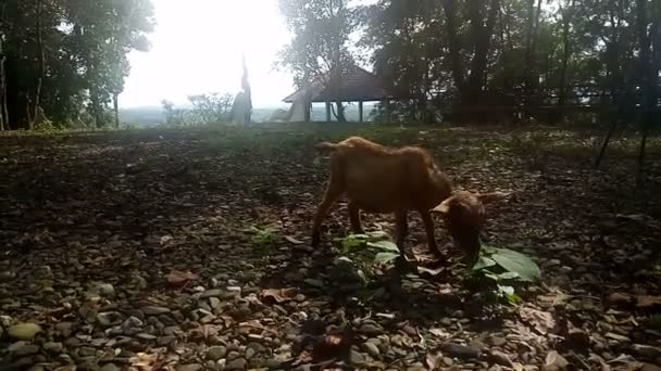 Brązowa Koza Jedząca Trawę Polu Światło Słoneczne Zachodzie Słońca Wideo — Wideo stockowe