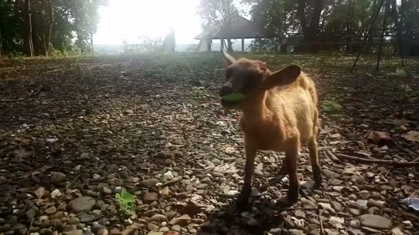 Kahverengi keçi tarlada ot yiyor, gün batımında güneş ışığı, video. — Stok video