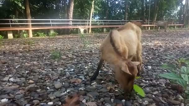 Cabra marrom comendo grama no campo, luz do sol ao pôr do sol, vídeo — Vídeo de Stock
