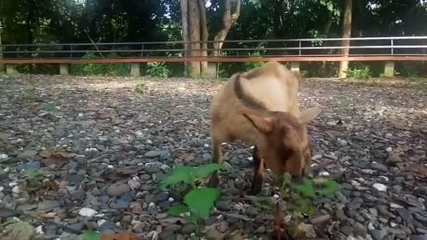 Cabra marrom comendo grama no campo, luz do sol ao pôr do sol, vídeo — Vídeo de Stock