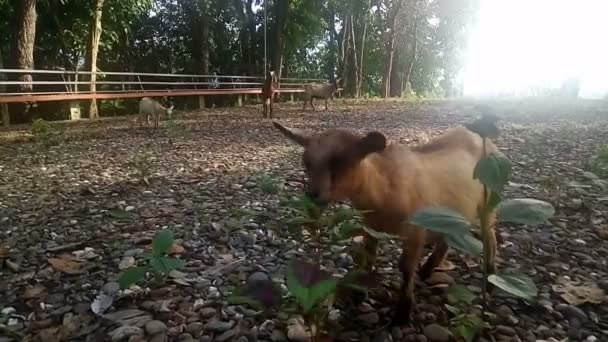 Bruine geit eet gras in het veld, zonlicht bij zonsondergang, video — Stockvideo