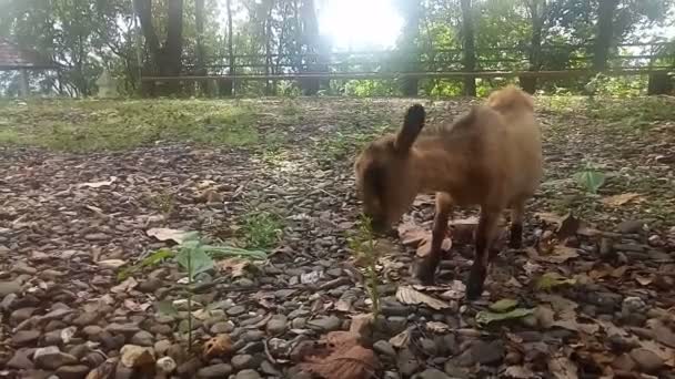 Bruine geit eet gras in het veld, zonlicht bij zonsondergang, video — Stockvideo