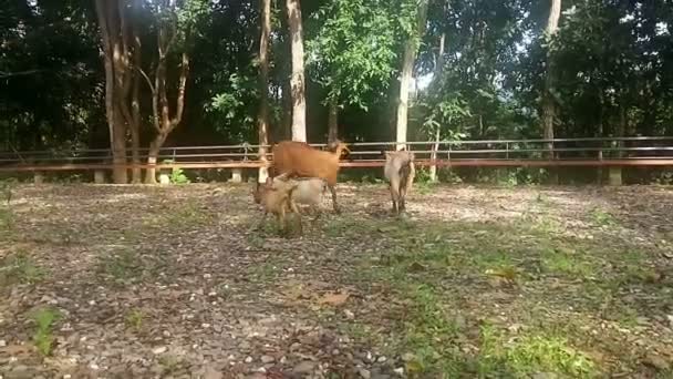 茶色いヤギが畑で草を食べる 日没の映像で太陽光 ビデオ — ストック動画