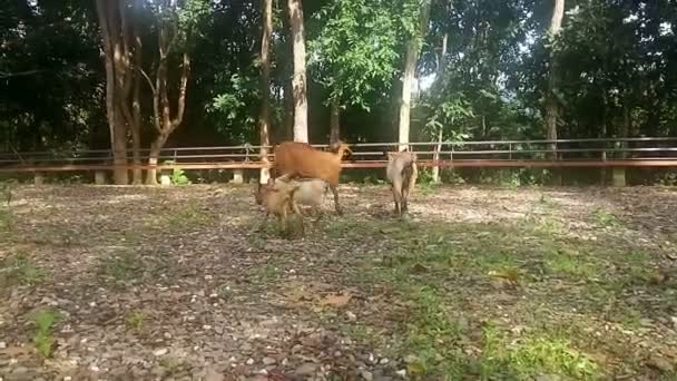 Chèvre brune mangeant de l'herbe dans le champ, lumière du soleil au coucher du soleil, vidéo 