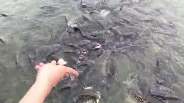 4K映像魚のコンセプトを養う 有機ティラピア魚の浮動と水泳池の中に食べ物を見つける 池で餌を与えるためにペレット食品を保持手を閉じます 人々の休日は屋外でリラックス 野生動物公園 — ストック動画