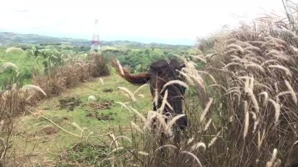 Materiał Piękne Konie Nieostre Jedzenie Trawy Ogrodzie Rolnictwo Widok Wzgórze — Wideo stockowe