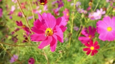 Field Garden Park 'taki Uçan Bal Arısı Pembe Kozmos Çiçeği (Cosmos Bipinnatus). Video Hayvan Hayvanı Doğa Güzelliği. Kışın sabah erken saatlerde çiçek açan bitki örtüsü.