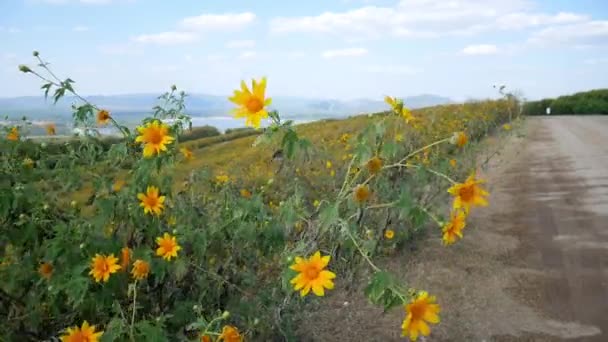 Filmación Campo Amarillo Florecimiento Mexicano Girasol Malezas Balanceándose Montaña Vista — Vídeos de Stock