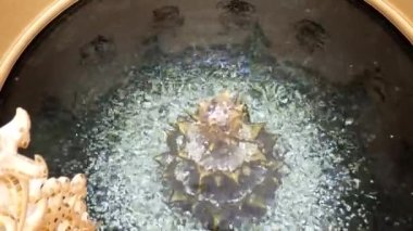 Su birikintisinin dibinde parlayan madeni paralar. İnsanların ve turistlerin para atmayı sevdiği kutsal gölet. Tayland 'ın inancı Watrongkhun, Chiang rai, THAILAND' da iyi şanslar..