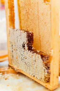 Bal arısı ve bir balmumu ile çerçeve