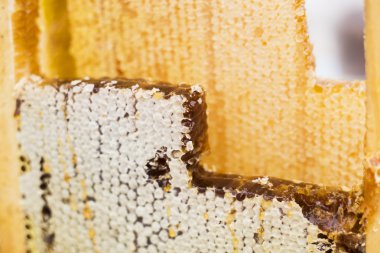 Bal arısı ve bir balmumu ile çerçeve