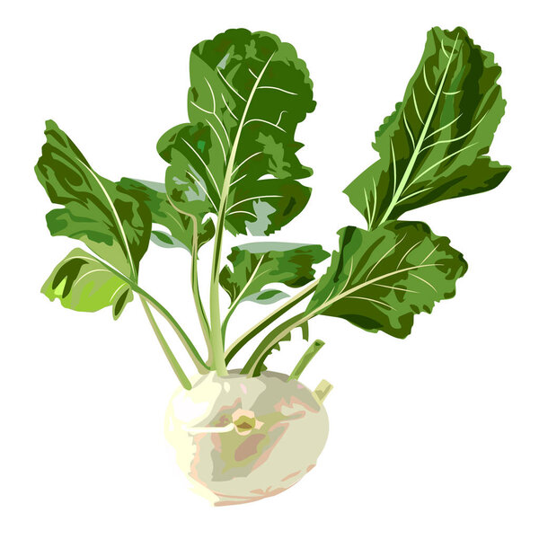 kohlrabi vector illustration
