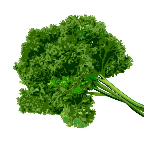 Bunch of parsley — Stock Vector