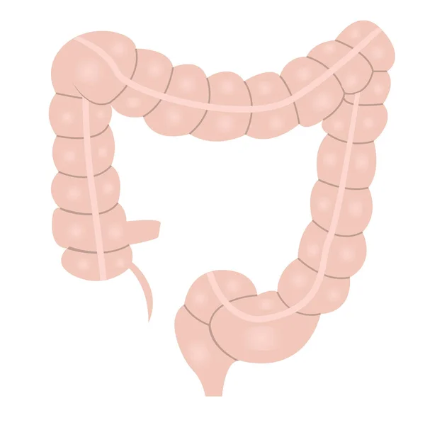 Anatomia dell'intestino crasso disegno colorato su sfondo bianco — Vettoriale Stock