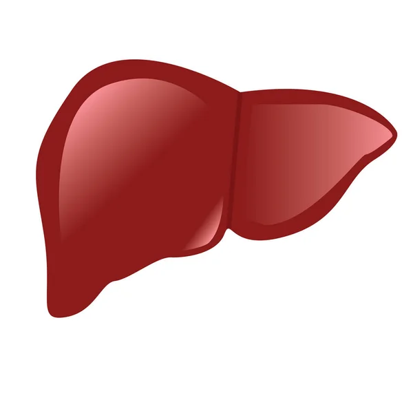 Anatomia do fígado desenho colorido sobre um fundo branco — Vetor de Stock