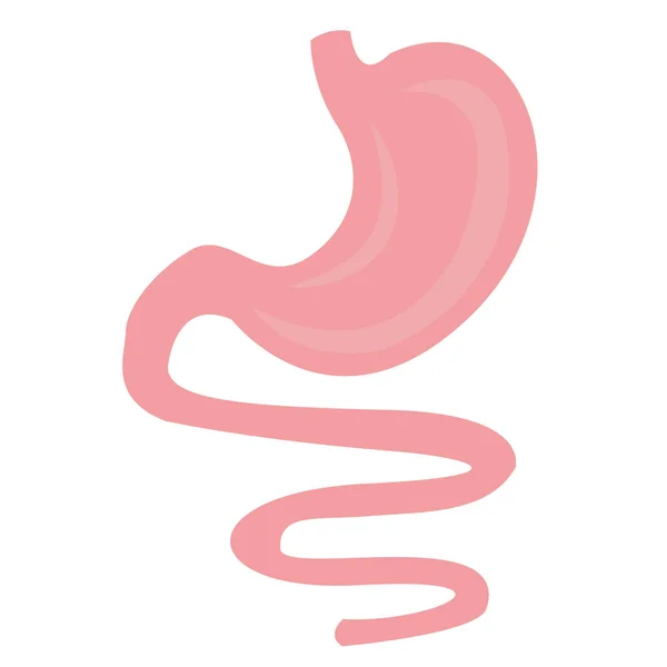 Anatomía del estómago dibujo colorido sobre un fondo blanco — Archivo Imágenes Vectoriales