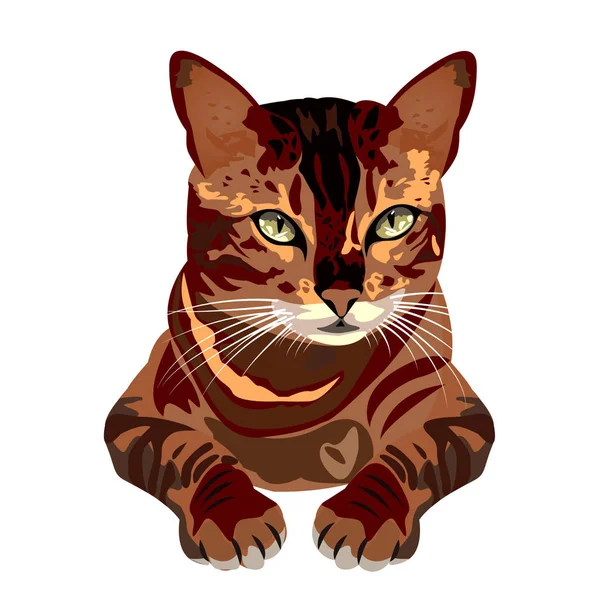 beyaz arkaplanda kedi vektör çizimi