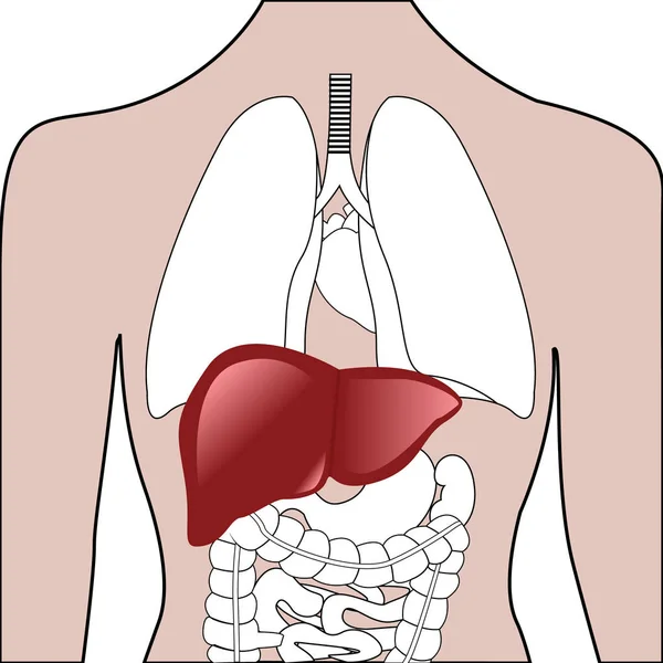 Розташування печінки в організмі людини — стоковий вектор