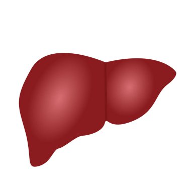 Karaciğer anatomi beyaz bir arka plan üzerinde çizim renkli