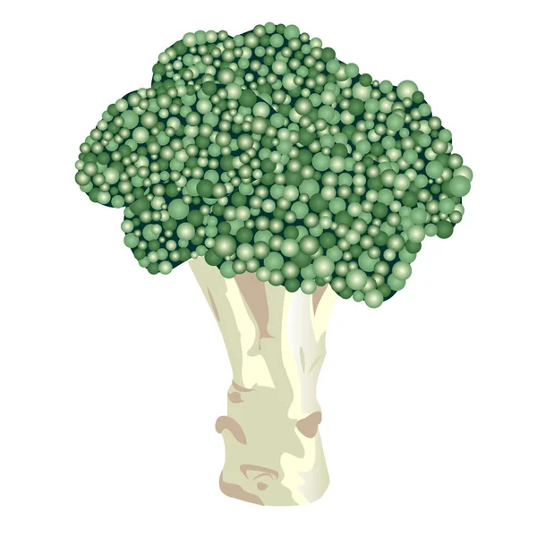Брокколи свежие овощи иконка векторные иллюстрации дизайн — стоковое фото