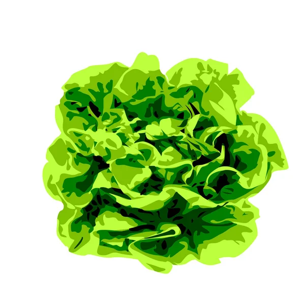 Bunch of lettuce greens on a white background — Stock Vector