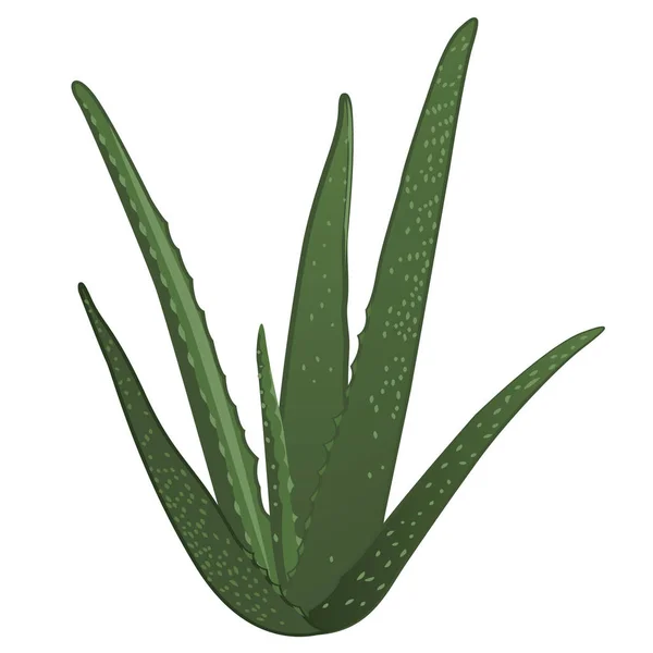 Planta aloe vera isolado em um fundo branco —  Vetores de Stock