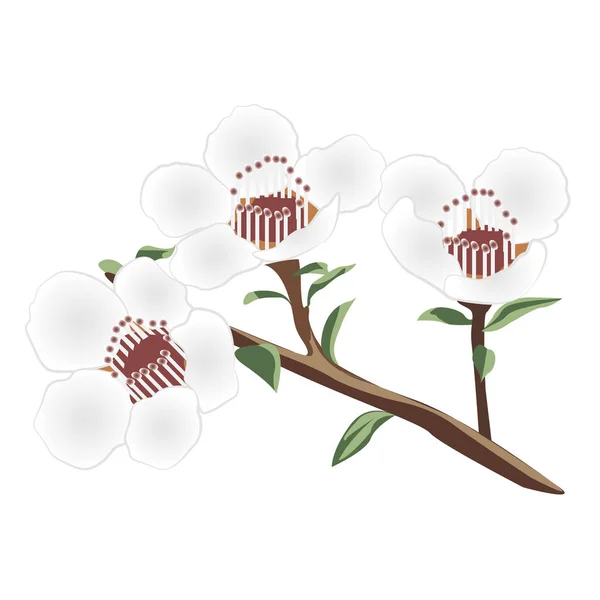 Een brunch van manuka bloeien — Stockvector