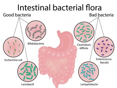 Intestinal bacteria flora. Good and bad bacterias. Vector illustration clipart