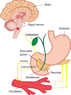 Pancreatic secretion in human body vector illustration infographics clipart