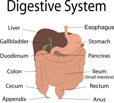 İnsan vücudu vektör bilgi grafiğindeki sindirim sistemi organ isimleriyle.