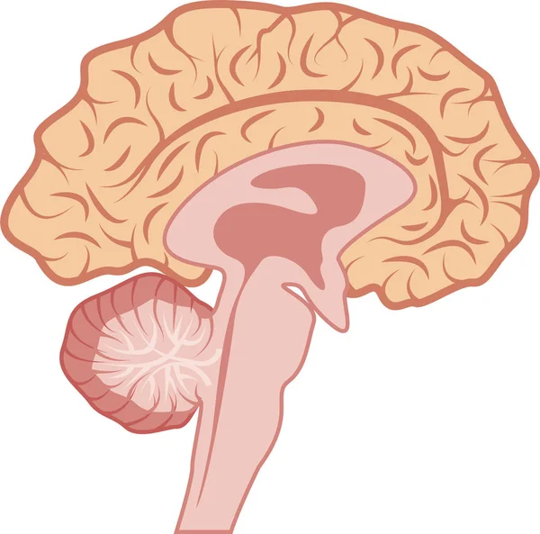 Векторная Иллюстрация Мозга Человека Белом Фоне — стоковый вектор