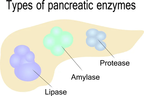 Tipos Enzimas Pancreáticas Vector Ilustración Sobre Fondo Blanco — Archivo Imágenes Vectoriales