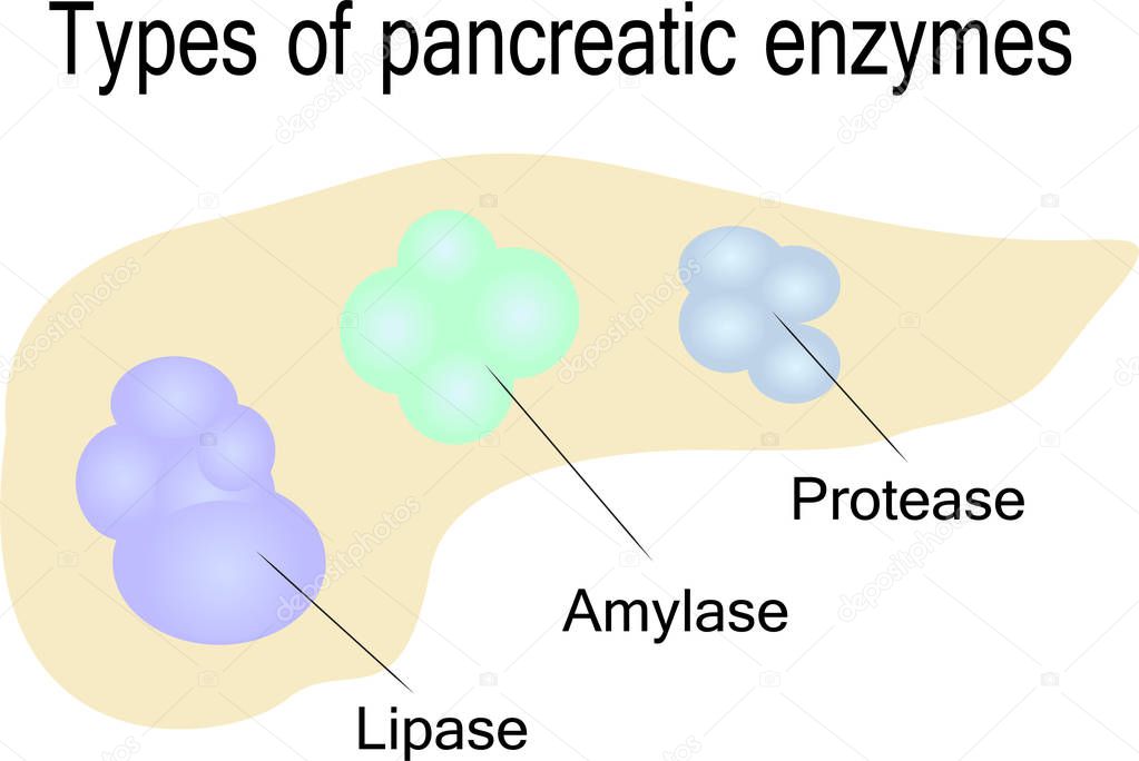 Types of pancreatic enzymes vector illustration on a white background