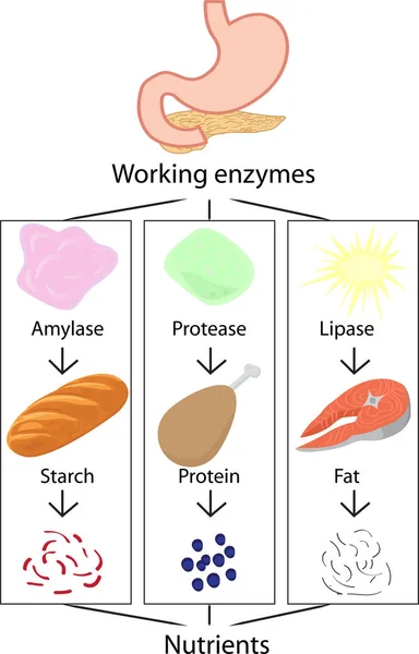 Work Enzymes Converting Digested Food Nutrients Vector Illustration Infographics — 스톡 벡터