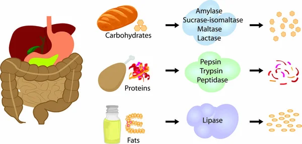 Enzyme Die Nahrung Nährstoffe Aufspalten Verdauungssysteme Arbeiten Vektor Illustrative Infografiken — Stockvektor
