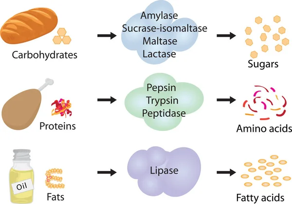 How Enzymes Work Fermentation Digestion Food — 스톡 벡터