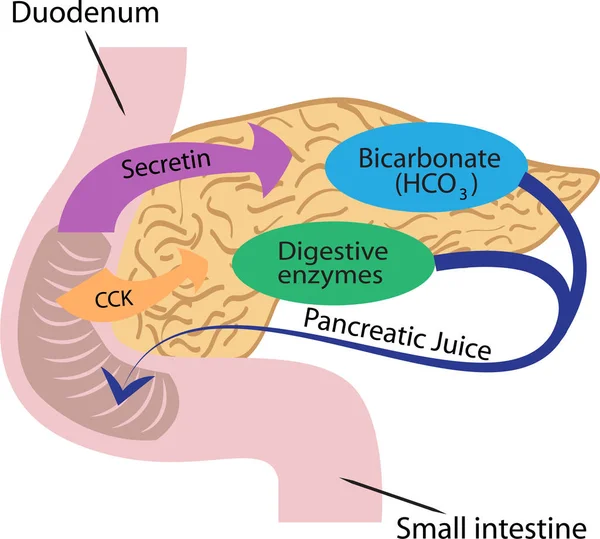 Función Pancreática Cuerpo Humano Vector Ilustración Infografías — Vector de stock